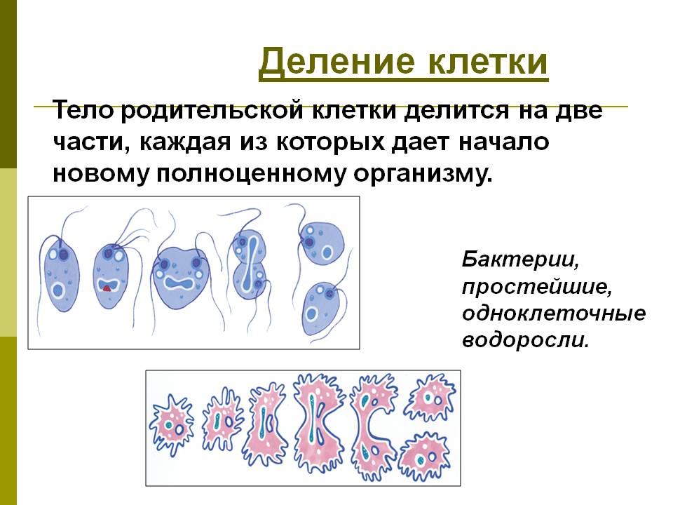 Текст деление клетки. Размножение деление клеток кратко. Процесс деления клетки и процесс. Схема размножения клеток. Процесс деления клетки 5 класс.