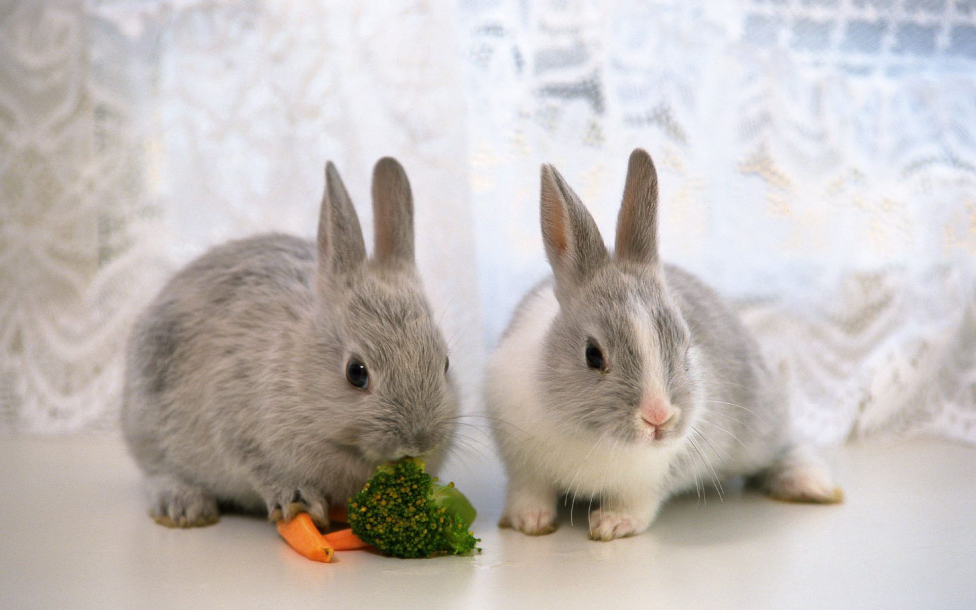 Сколько зайчиком лет. Карликовый кролик. Кролик фото. Домашние животные кролик. Кролик домашний декоративный.