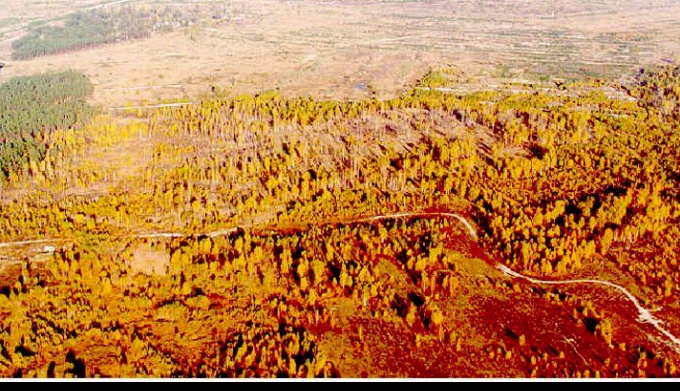 Картинки рыжий лес в чернобыле