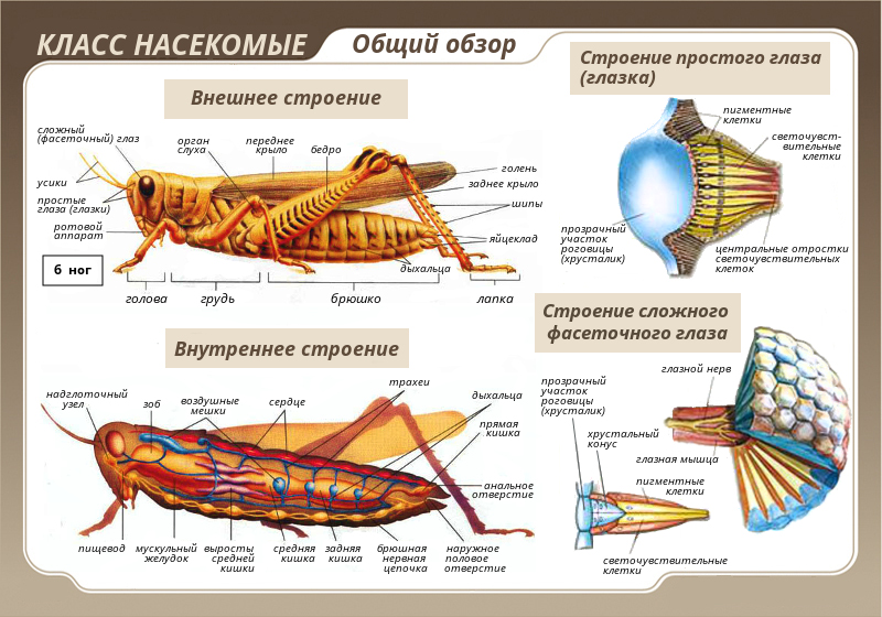 ТИП ЧЛЕНИСТОНОГИЕ (ARTHROPODA)