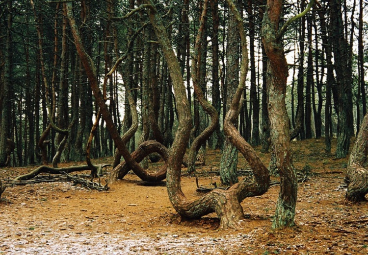 Картинки рыжий лес в чернобыле