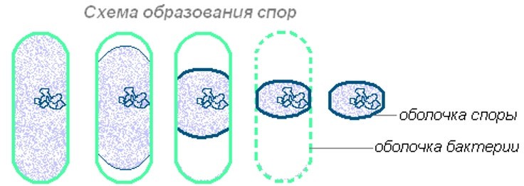 Схема образования веществ babr2