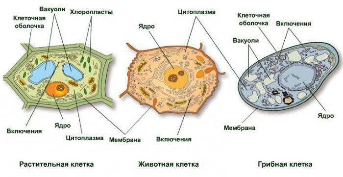 Клетка (растения, животного, гриба) строение
