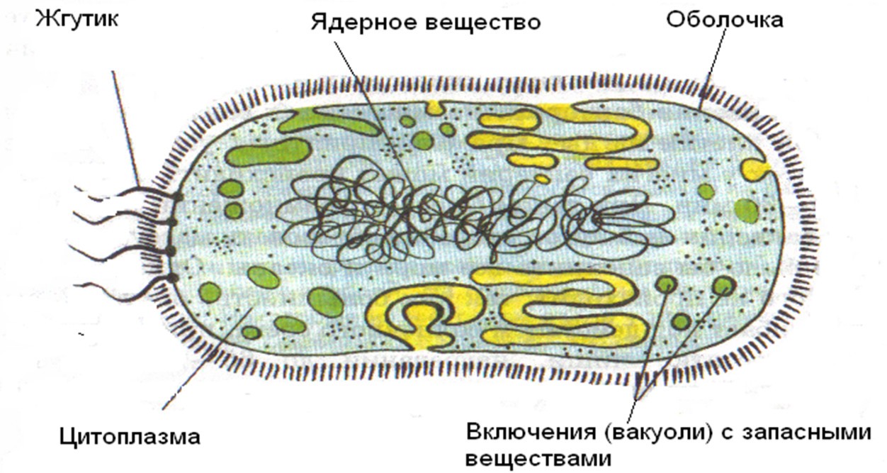 Бактерии рисунок биология